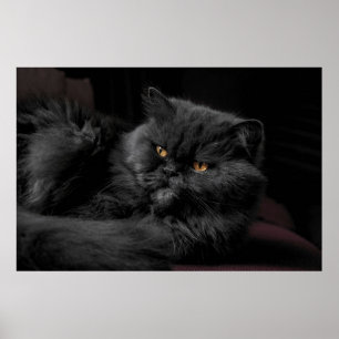 Schwarze Perserkatze Poster