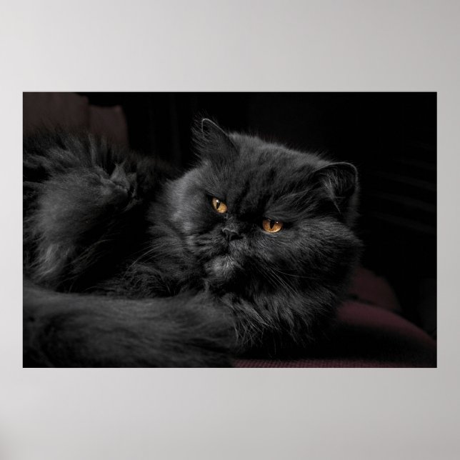 Schwarze Perserkatze Poster (Vorne)