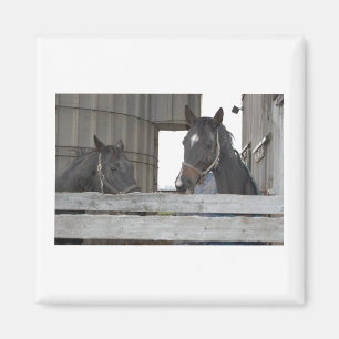 Schwarze Pferde/Ranch Magnet