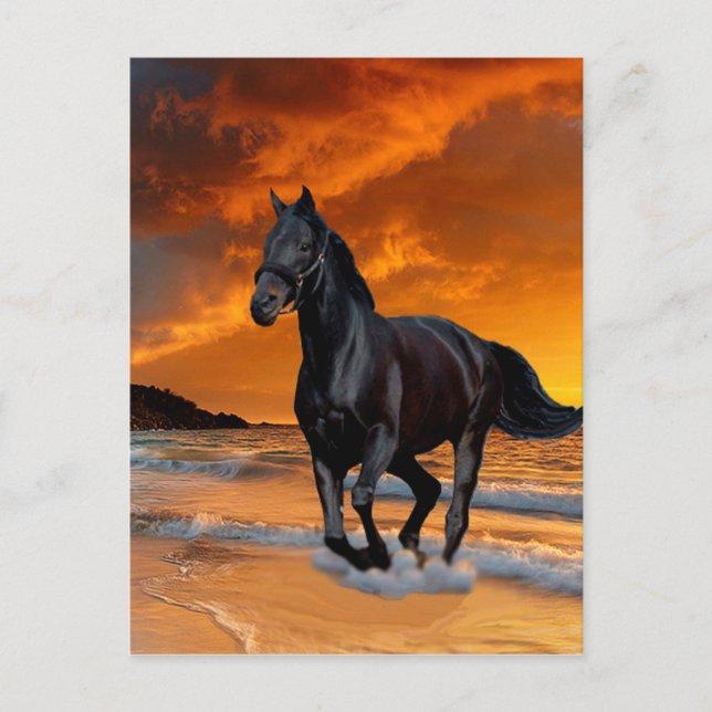 SCHWARZE PFERDE, SCHWARZE STALLION, RUNNEN UND KOS POSTKARTE (Vorderseite)
