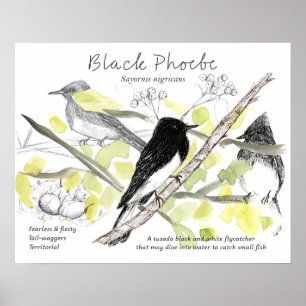 Schwarze Phoebe-Vogel Smoking Schwarzbaumzeichnung Poster