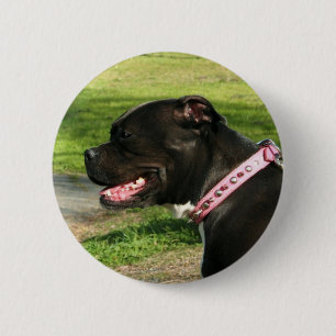 Schwarze Pitbull Button