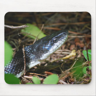 Schwarze Ratten-Schlange mousepad