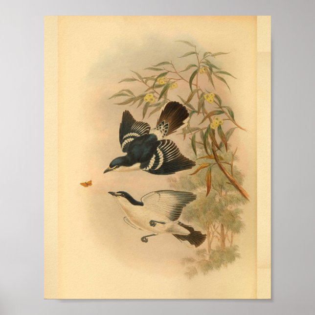 Schwarze Raupe Catcher Bird Vintag Print Poster (Vorne)