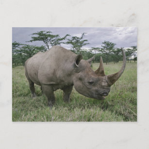 Schwarze Rhinozeros, Diceros bicornis, Kenia 2 Postkarte