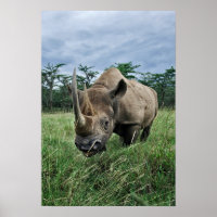 Schwarze Rhinozeros, Diceros bicornis, Kenia