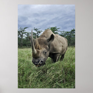 Schwarze Rhinozeros, Diceros bicornis, Kenia Poster