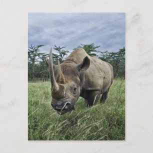 Schwarze Rhinozeros, Diceros bicornis, Kenia Postkarte