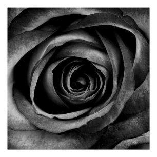 Schwarze Rose Blumen Florale Dekorative Vintage Poster