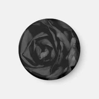 Schwarze Rose Magnet