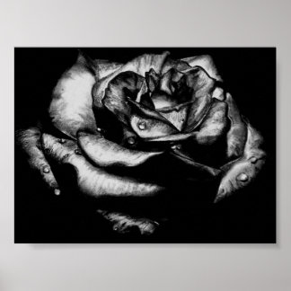 Schwarze Rose Poster
