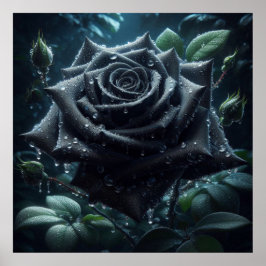 Schwarze Rose Poster