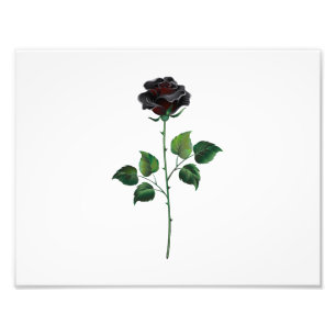 Schwarze Rosenblume Fotodruck