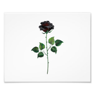 Schwarze Rosenblüte Fotodruck