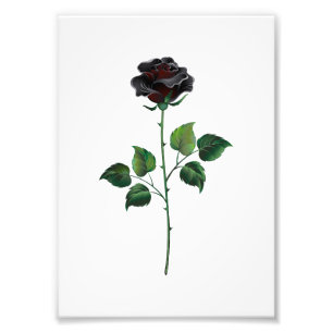 Schwarze Rosenblüte Fotodruck