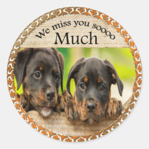 Schwarze Rottweiler niedliche Hunde mit traurigen  Runder Aufkleber