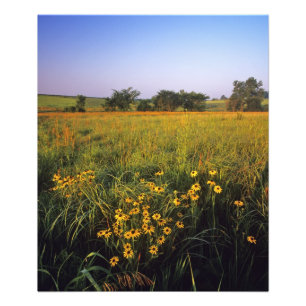 Schwarze Rudbeckien in Tallgrass-Prärie bei Neil Fotodruck
