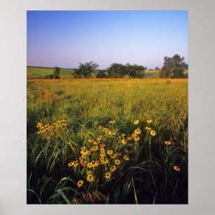 Schwarze Rudbeckien in Tallgrass-Prärie bei Neil Poster