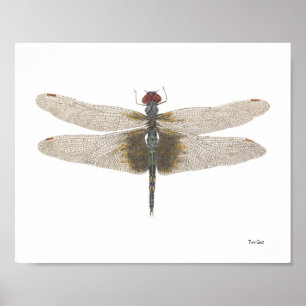 Schwarze Saddlebags Dragonfly Watercolor Poster