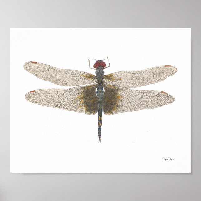 Schwarze Saddlebags Dragonfly Watercolor Poster (Vorne)