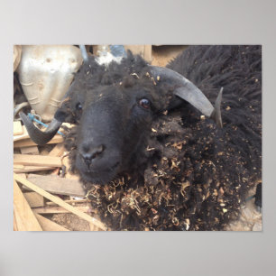 Schwarze Schaf-Plakat Poster