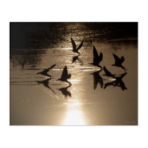 Schwarze Scherenschnäbel auf einem goldenen See, T