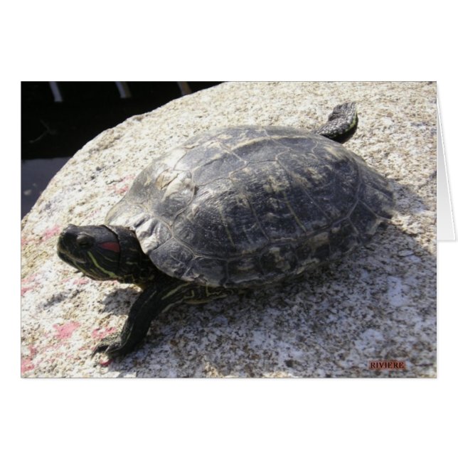 Schwarze Schildkröte (Vorderseite (Horizontal))