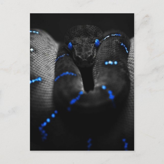 schwarze Schlange Postkarte (Vorderseite)
