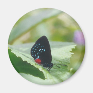 Schwarze Schönheit - Atala Schmetterling - Magnet