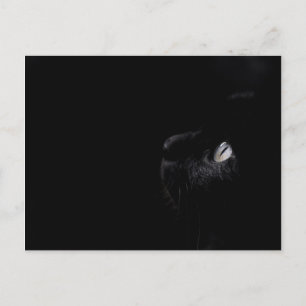 Schwarze Schönheit - Postkarte