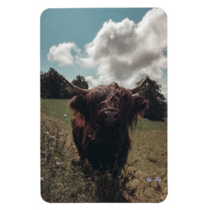 Schwarze schottische Hochlandkuh grast Vintage Ret Magnet