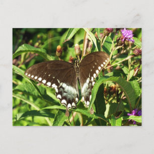 Schwarze Schwalbenschwanz-Schmetterling Naturfotog Postkarte