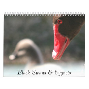 Schwarze Schwan-u. Cygnets-Wandkalender Kalender