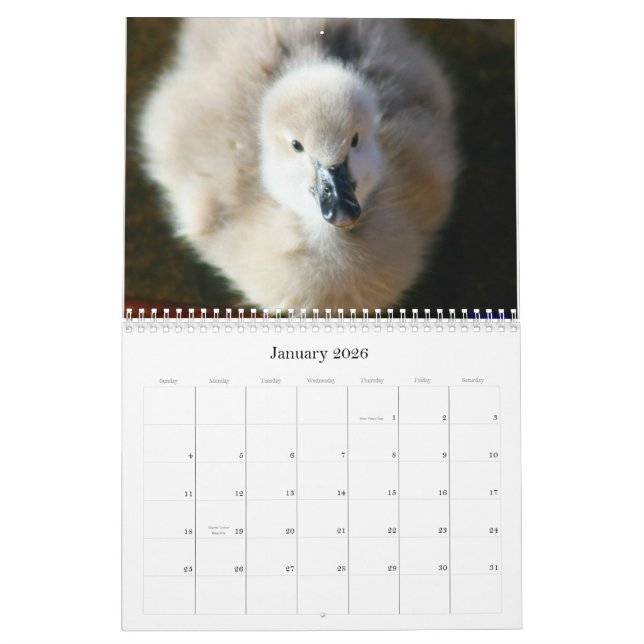 Schwarze Schwan-u. Cygnets-Wandkalender Kalender (Jan 2026)