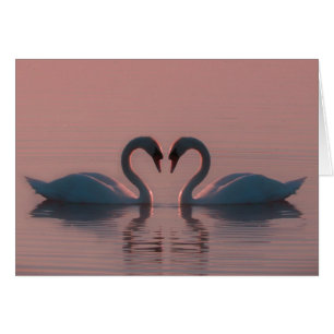 Schwarze Schwäne müssen Liebe Pink Sky sein