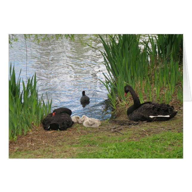 Schwarze Schwäne und Cygnets (Vorderseite (Horizontal))
