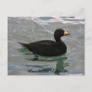 Schwarze Scoter Ente, Insel Unalaska Postkarte