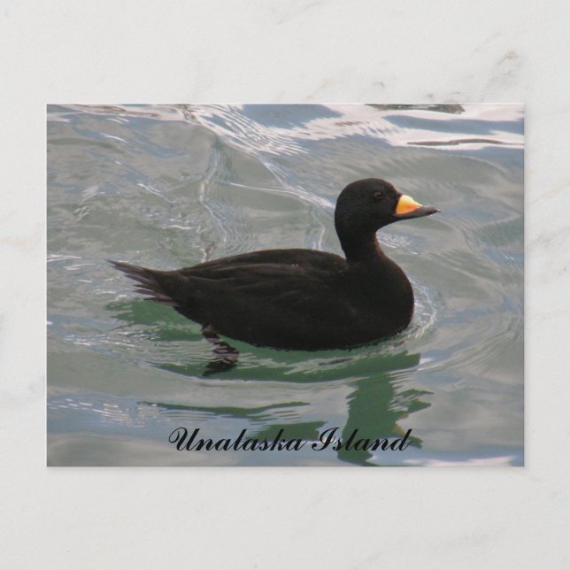 Schwarze Scoter Ente, Insel Unalaska Postkarte (Vorderseite)
