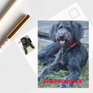 Schwarze Shepadoodle-Hund-Fotografie Postkarte