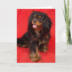 Schwarze Tan Cavalier King Charles Welpen-Grußkart Karte