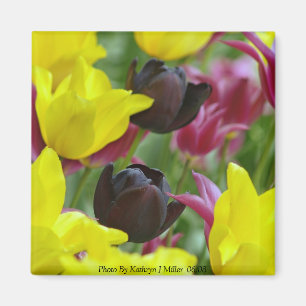 Schwarze Tulips Magnet