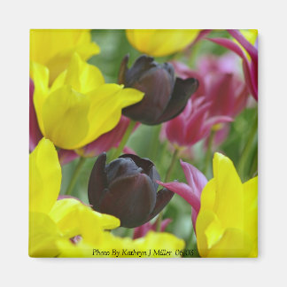 Schwarze Tulips Magnet