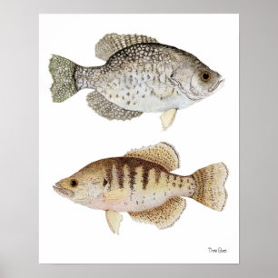 Schwarze u. weiße Crappies Poster