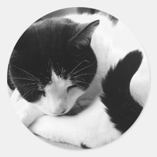 Schwarze u. weiße Katzen-Foto-Aufkleber Runder Aufkleber