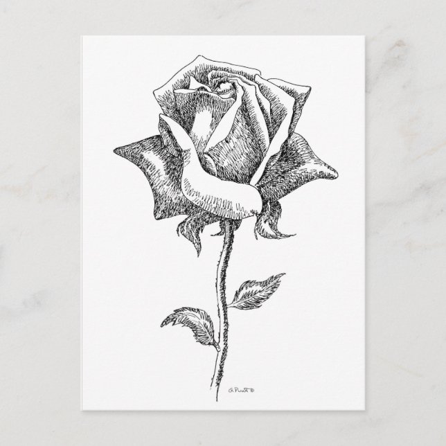 Schwarze u. weiße Rose Postkarte (Vorderseite)