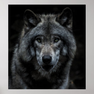 SCHWARZE UND BROWN-WOLF-MALERIE POSTER