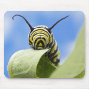 Schwarze und gelbe Raupe Mousepad
