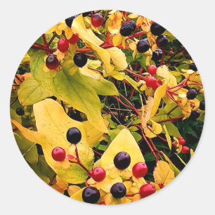 Schwarze und rote Beeren Runder Aufkleber