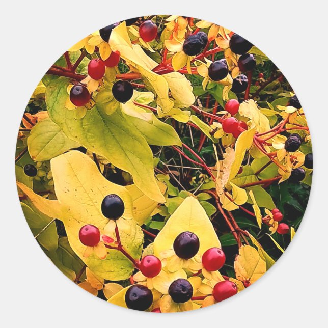Schwarze und rote Beeren Runder Aufkleber (Vorderseite)
