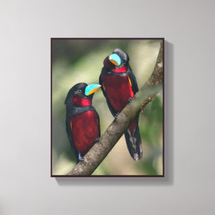 Schwarze und rote Broadbills Leinwanddruck